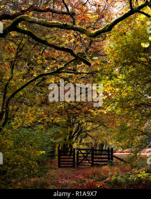 Trees and gate in autumn colours at Thirlemere in the Lake District, England Stock Photo