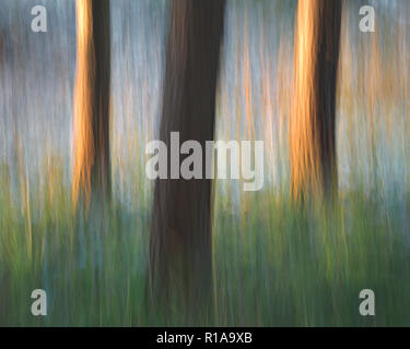 Tree trunks blurred by vertical camera panning Stock Photo