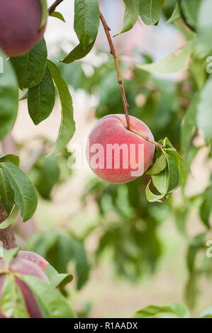 A ripe peach ready for picking, vertical orientation. Stock Photo