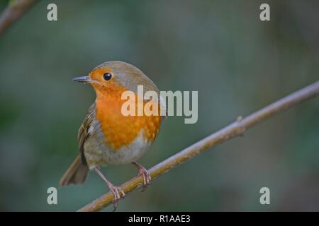 Little Robin perched on a little branch Stock Photo