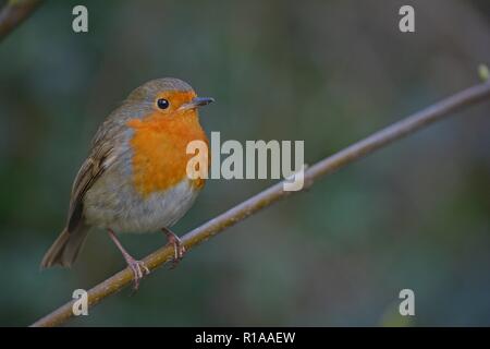 Little Robin perched on a little branch Stock Photo