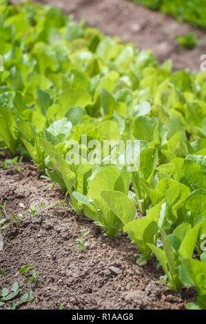 A row of lettuce, oriented on the diagonal, in the garden. Stock Photo