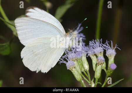 Great Southern White, Ascia monuste, male, on mist flower, Conoclinium sp. Stock Photo