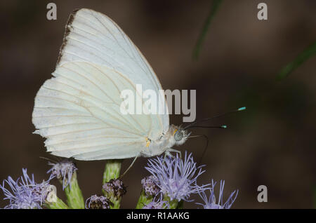 Great Southern White, Ascia monuste, male, on mist flower, Conoclinium sp. Stock Photo