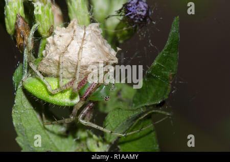 Lynx Spider, Family Oxyopidae, female guarding egg case on mist flower, Conoclinium sp. Stock Photo