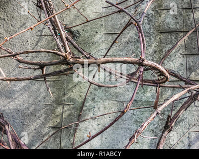 Dry branches grapevine on the background wall Stock Photo