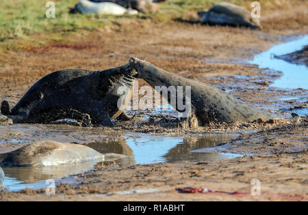 Grey Seals Fighting (Halicheorus grypus) Stock Photo