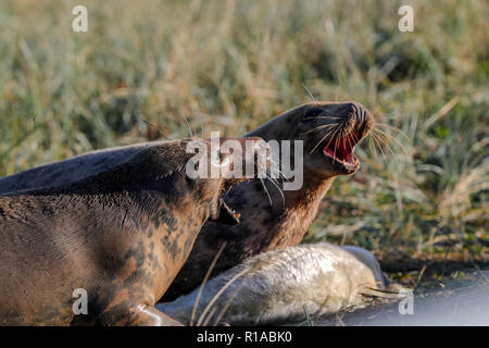Grey Seals Fighting (Halicheorus grypus) Stock Photo