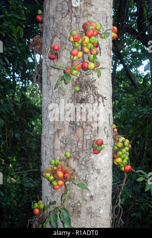 Figs fruiting on trunk of native rainforest tree, Wooroonooran National Park, Queensland, Australia Stock Photo