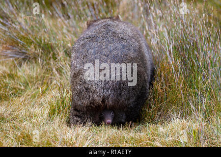 back of female wombat woith joey looking out of pouch cradle montain national park tasmania australia Stock Photo