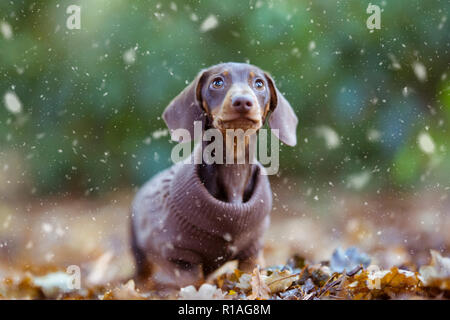 Cute miniature Dachshund puppy dog watching falling snow - Christmas Stock Photo