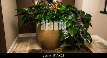 Huge Plant And Pot At End Of Hallway Stock Photo