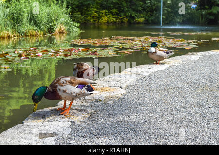 Mallard (Anas platyrhynchos) standing in front of a lake, colorful mallard duck Stock Photo