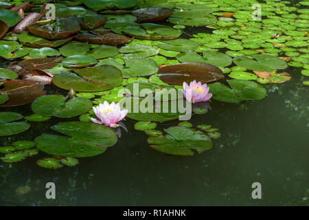 Water lily in pond on mainau island Stock Photo