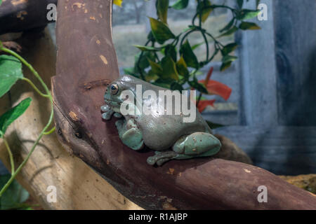 A White's Tree Frog (litoria caerulea) in the San Diego Zoo Safari Park, Escondido, CA, United States Stock Photo