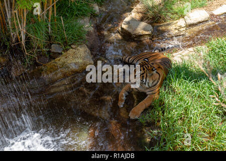 A Sumatran tiger relaxing by a water course in the San Diego Zoo Safari Park, Escondido, CA, United States