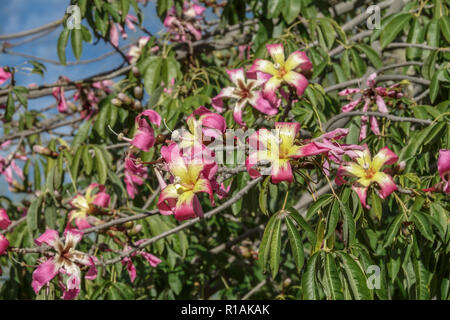 Silk floss tree Ceiba speciosa, flowers Stock Photo