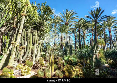 Spain, Elche, Botanical Garden, Huerto del Cura, Palm tree  Alicante province, Valencia region Upright trees cactus in the garden Stock Photo