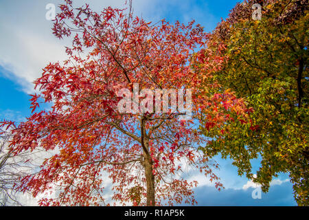 Autumn tree colours in November, West Sussex, UK Stock Photo