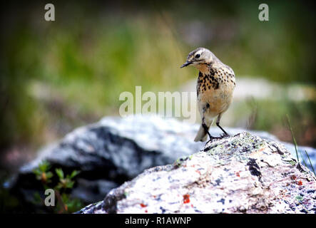 The buff-bellied pipit (Anthus rubescens), or American pipit  in Denali National Park, Alaska. Stock Photo
