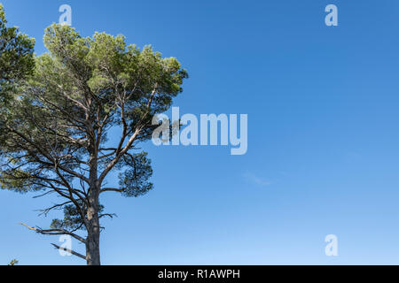 Blue sky with a solitary pine tree and ample copy space on the left, capturing the essence of summer in the South of France, Europe, nature background Stock Photo