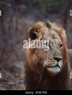 Moody Lion Hunting in the dry bush, Kruger national park, south Africa Stock Photo