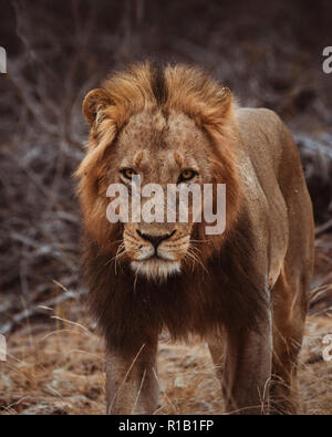 Moody Lion Hunting in the dry bush, Kruger national park, south Africa Stock Photo