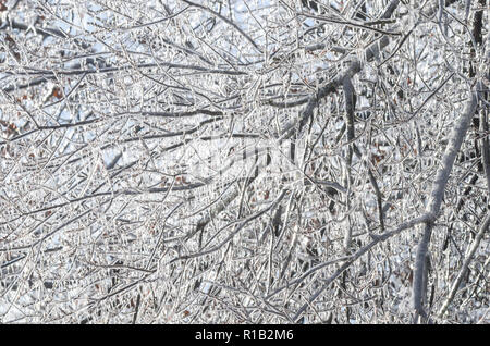 Ice covered limbs Stock Photo