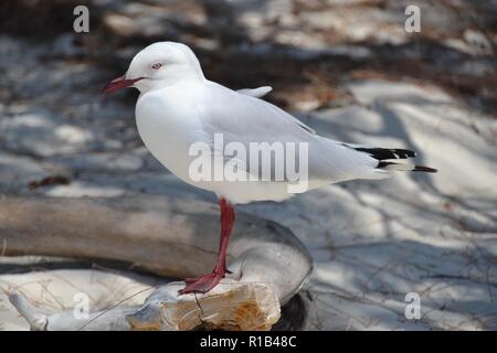 Silver eyed gull in dappled sun on the beach with orange beak and feet Stock Photo