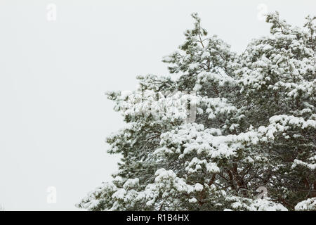 Pine branches in the snow with a copy space against the gray sky Stock Photo
