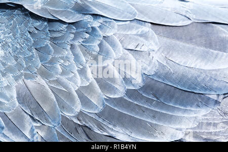 Fragment of wings bird in silver color for background. Texture of feathers Stock Photo