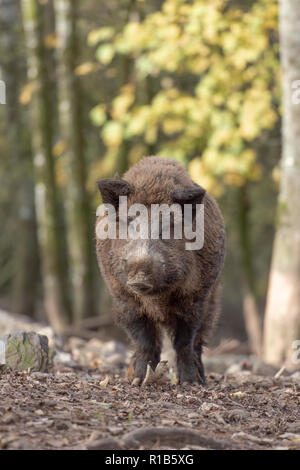 Wild boar in the forest Stock Photo