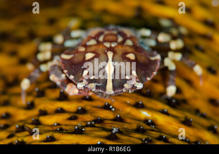 Harlequin Crab, Lissocarcinus laevis, on Sea Cucumber, Holothuriidae Family, Rojos dive site, Lembeh Straits, Sulawesi, Indonesia Stock Photo