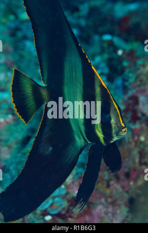 Subadult Pinnate Spadefish, Platax pinnatus, Batu Kapal dive site, Lembeh Straits, Sulawesi, Indonesia Stock Photo