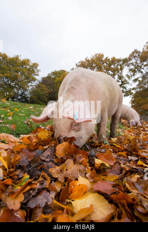 Pigs rooting close to a public road in the New Forest during what is known as pannage, or common of mast, where the pigs are turned loose to eat falle Stock Photo
