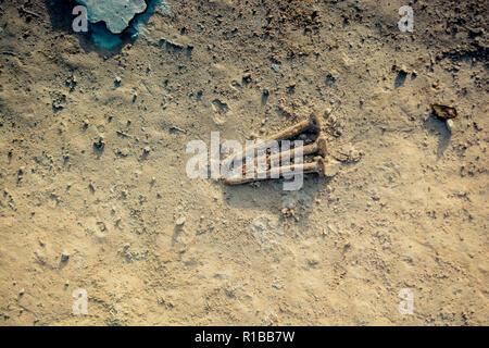 Old nails on concrete texture as abstract grunge background Stock Photo