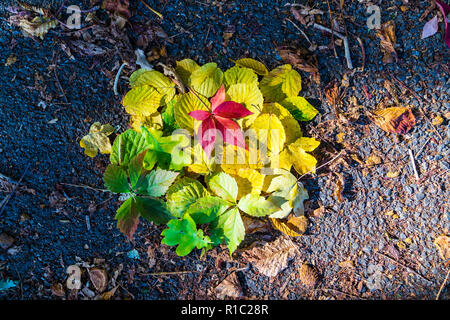 Autumn leaves in different color in sun light Stock Photo