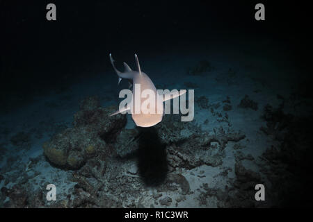 Whitetip reef shark (Triaenodon obesus) hunting in the night underwater in the Great Barrier Reef of Australia Stock Photo