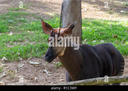 An Okapi (okapia johnstoni) in the San Diego Zoo Safari Park, Escondido, CA, United States Stock Photo