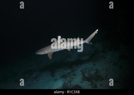 Whitetip reef shark (Triaenodon obesus) hunting in the night underwater in the Great Barrier Reef of Australia Stock Photo