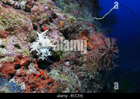 Adusta murex sea snail (Chicoreus brunneus) underwater in the Great Barrier Reef of Australia Stock Photo