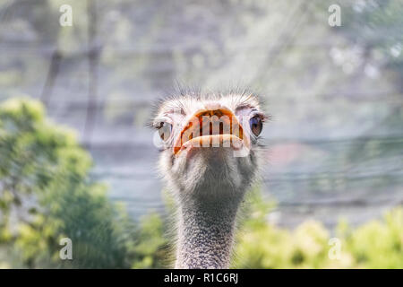 This is a photograph of an ostrich's head that looks like an extraterrestrial creature. Stock Photo