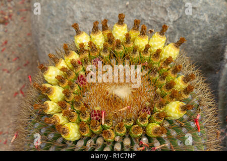 Ferocactus covillei hi-res stock photography and images - Alamy