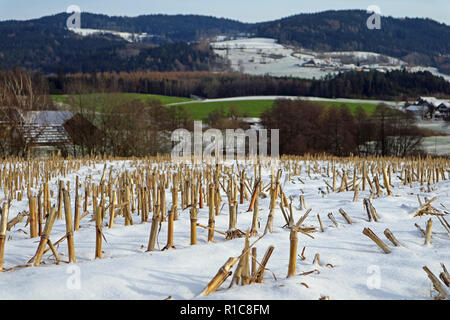 harvested corn field in winter with mountains in background Stock Photo