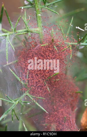 A colony of gorse spider mites (Tetranychus lintearius) in their web on a gorse bush. These have been used as an agent of biological pest control. Stock Photo