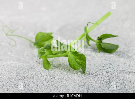 Fresh sweet green pea sprout. Microgreen.  Selective focus Stock Photo