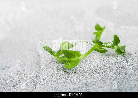 Fresh sweet green pea sprout. Microgreen.  Selective focus Stock Photo