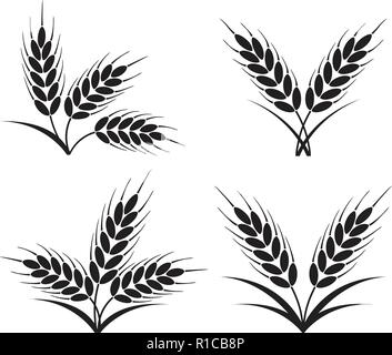 vector bunches of wheat, barley or rye ears with whole grain and leaves, black crop harvest symbol or icon isolated on white background. Stock Vector