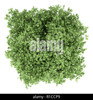 common fig tree isolated on white background. top view. 3d illustration Stock Photo