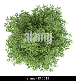 common fig tree isolated on white background. top view. 3d illustration Stock Photo